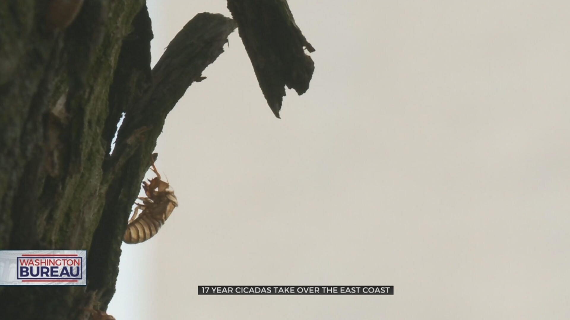 17-Year Brood X Cicadas Take Over Washington DC