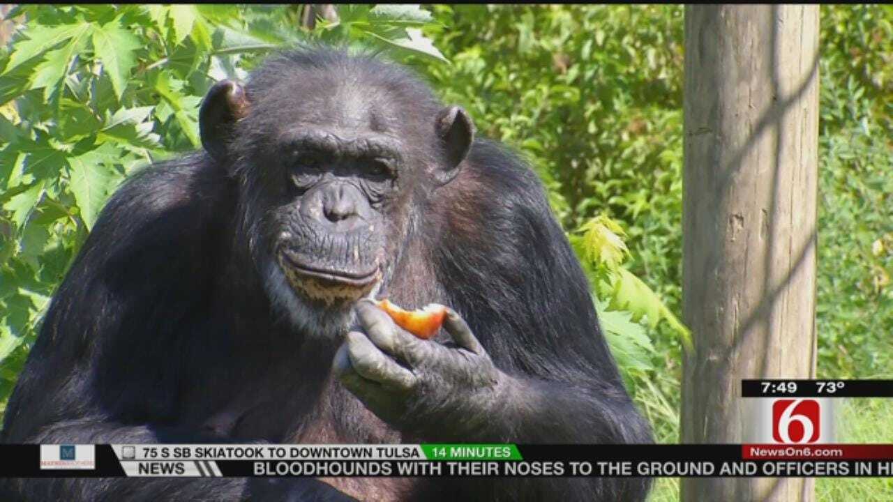 Wild Wednesday" Feeding The Chimps At The Tulsa Zoo