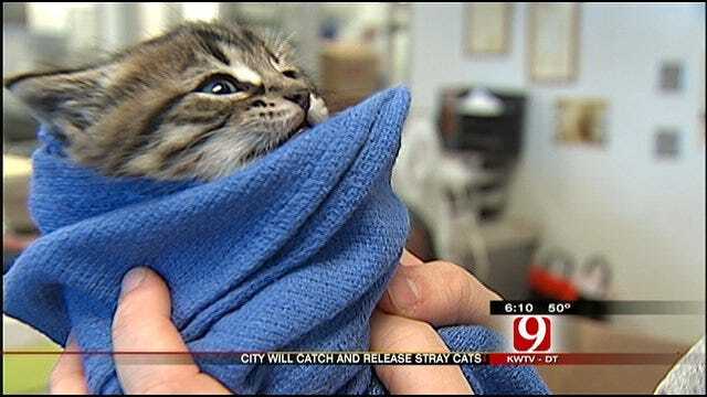 OKC Shelter Starts Program To Catch, Release Stray Cats