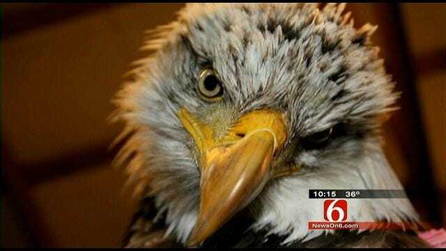 Bald Eagle Poisoned By Lead Gets Second Chance At Foyil Ranch