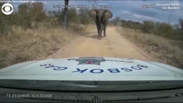 WATCH: Video Shows Moment Elephant Charges At Truck, Rips Off Its Hood
