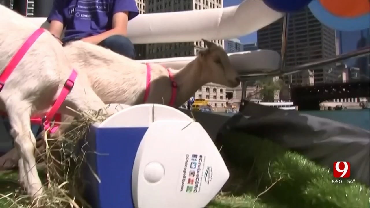 WATCH: Goats Take Boat Ride Down Chicago River