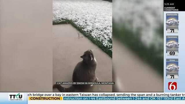 WATCH: Cat Watches Montana Snow Fall