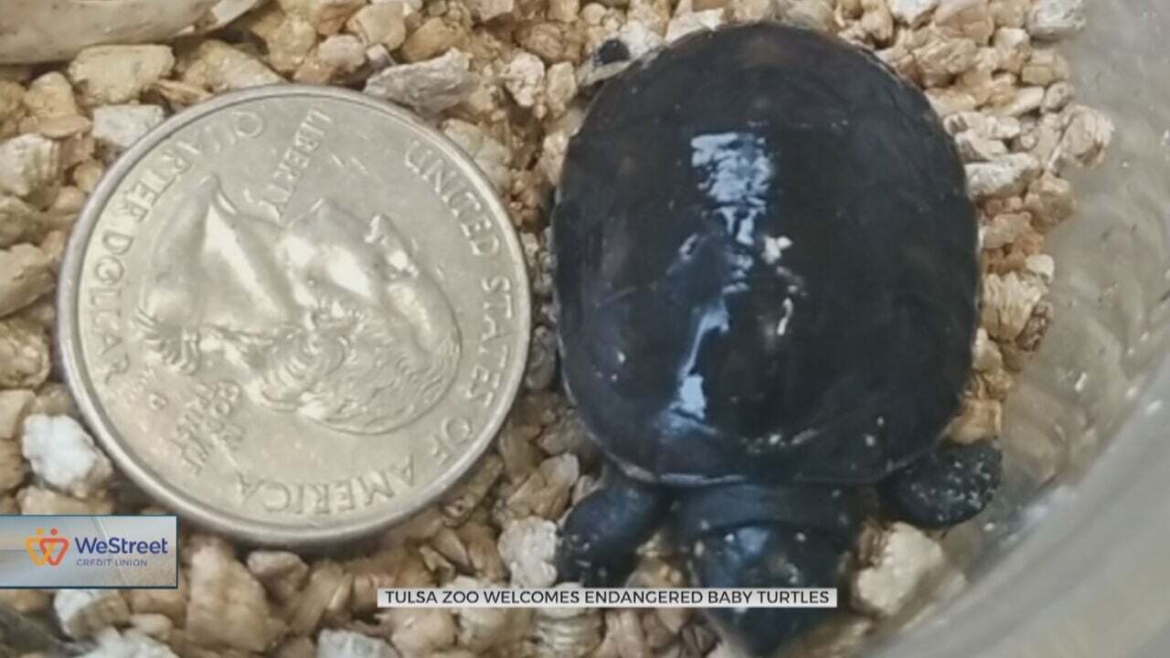 Three Spotted Turtles Born At Tulsa Zoo Means Success For Conservation Efforts