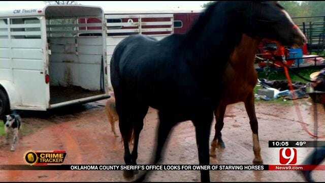 Oklahoma County Sheriff's Office Looks For Owner Of Starving Horses