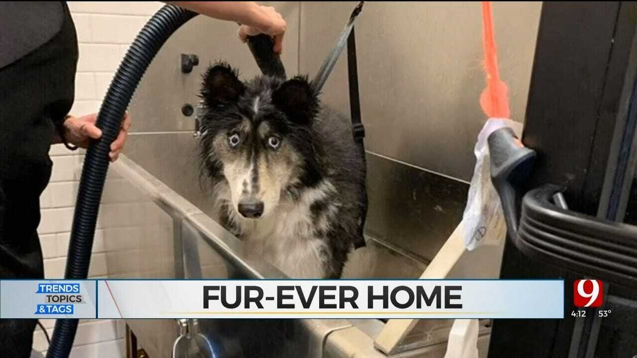 Trends, Topics & Tags: Husky Gets Fur-ever Home