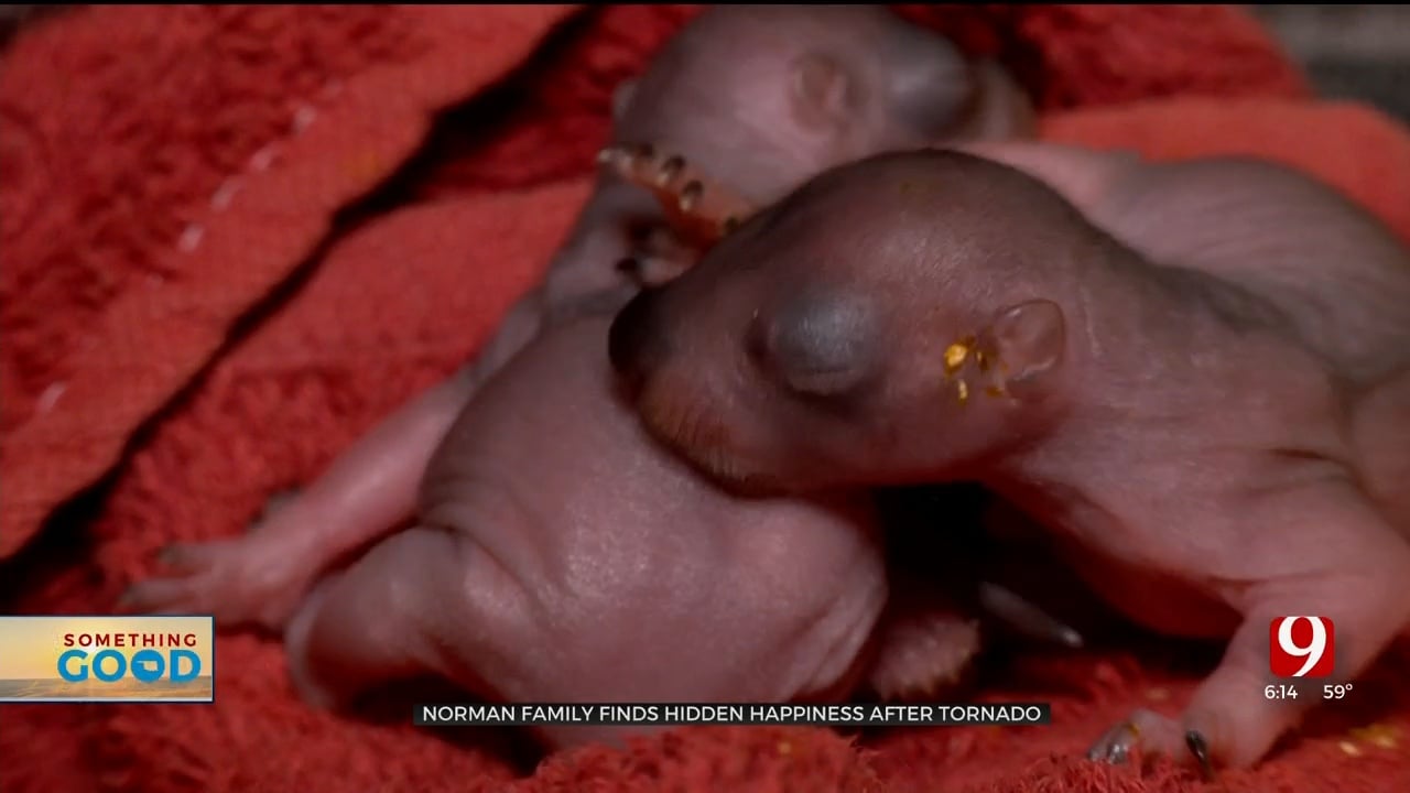 Baby Squirrels That Survived Norman Tornado Being Cared For By Family