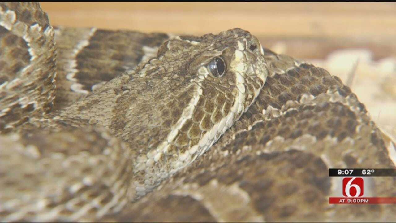 Tulsa Experts Give Tips To Avoiding Snakes This Spring