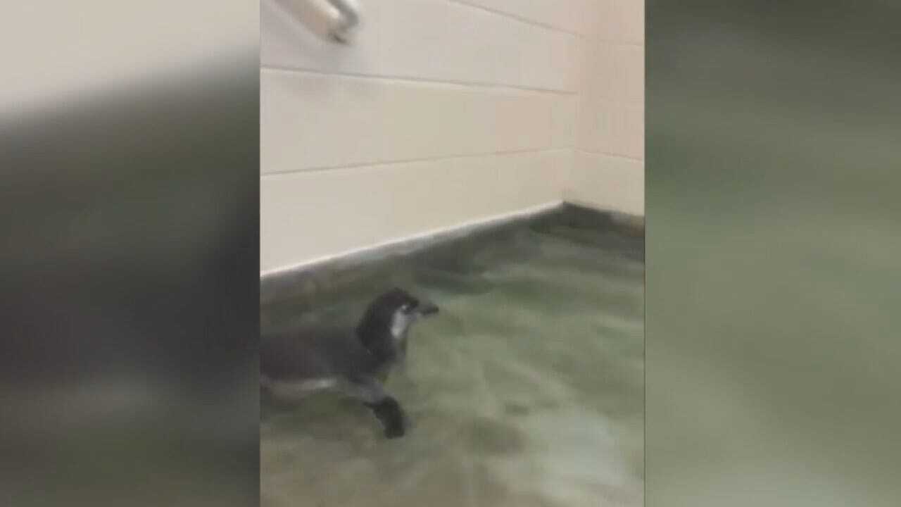 WEB EXTRA: Tulsa Zoo Penguin Chick's First Swim