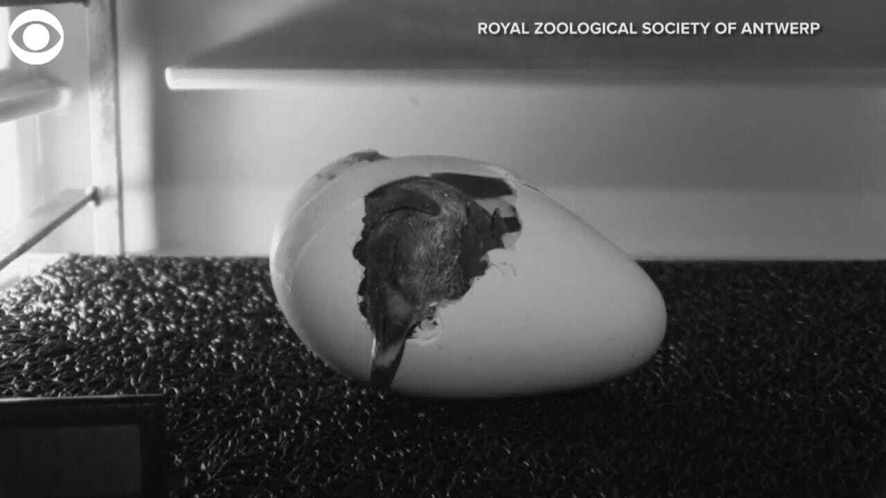 WATCH: An Emperor Penguin Hatches From An Egg