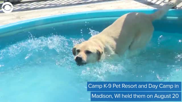 WATCH: Dog Day Camp Holds Pup Olympics
