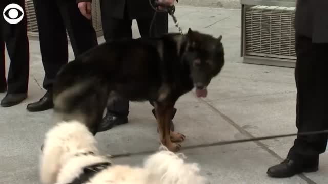 WATCH: Service Dogs Find Forever Homes After Retiring