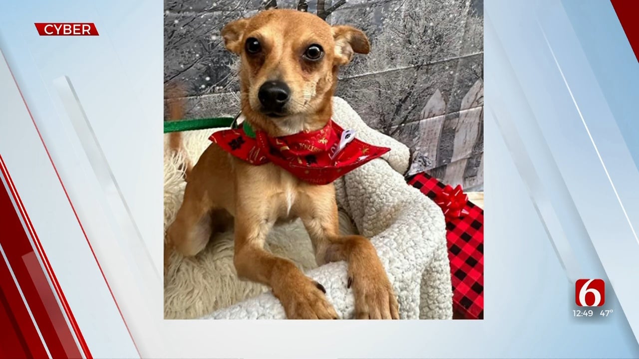 Pet Of The Week: Cyber The Chihuahua Mix