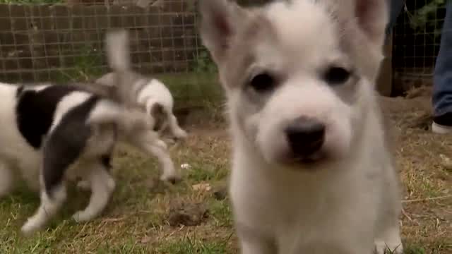 Increased Demand For Dogs During Pandemic Leads To Puppy Shortage