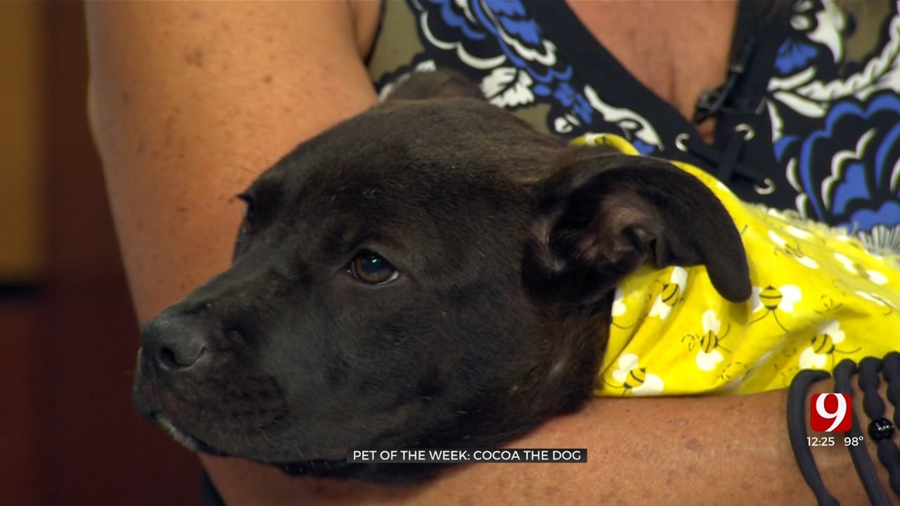 Pet Of The Week: Cocoa