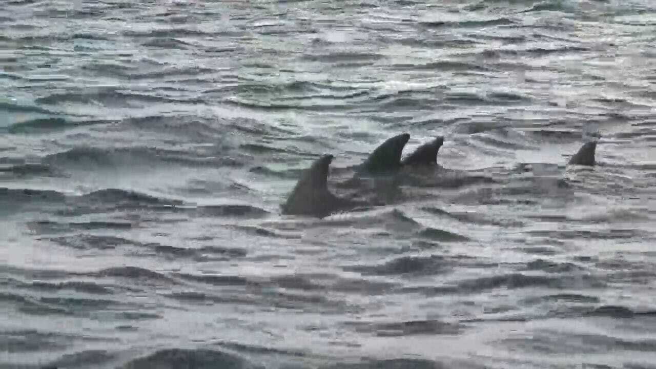 Scientists Are Puzzled After Surge Of Dead Dolphins In Gulf Of Mexico