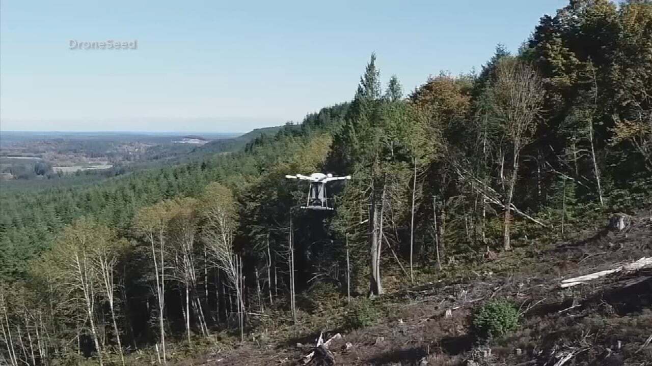 Drones Being Used To Help Restore Areas Devastated By Wildfires