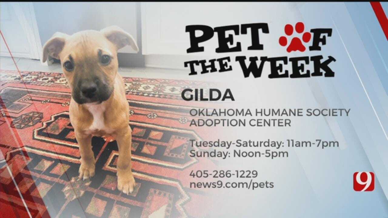 Pet of the Week: Gilda