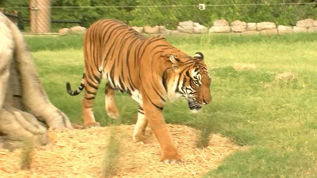 Wild Wednesday: Malayan Tiger Exhibit At The Tulsa Zoo