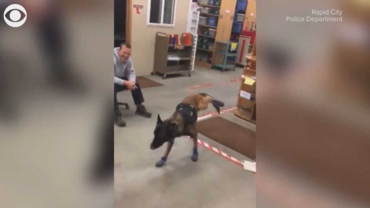 K-9 Dog Hates His Snow Boots