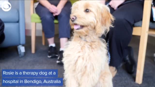 WATCH: Rosie, The Therapy Dog, Helps Hospital Staff