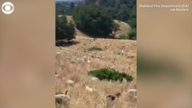 Watch: Goats Clean Up California Hillside Before Fire Season