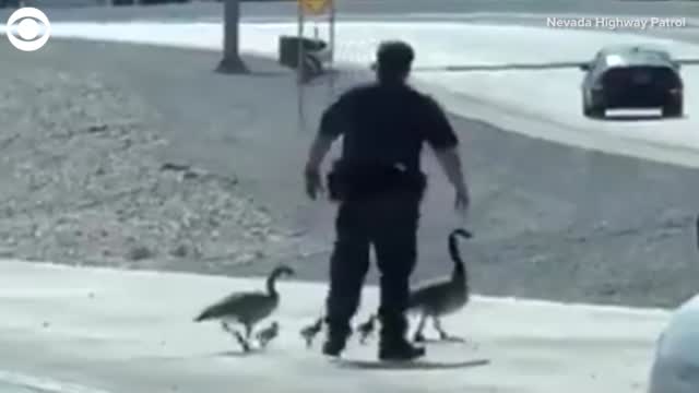 Watch: Family Of Geese Get Special Escort From Nevada Highway Patrol