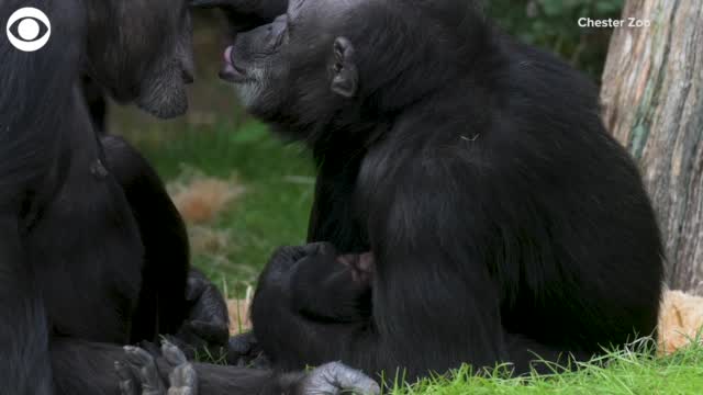 Watch: Chimpanzee Cradles Her Newborn