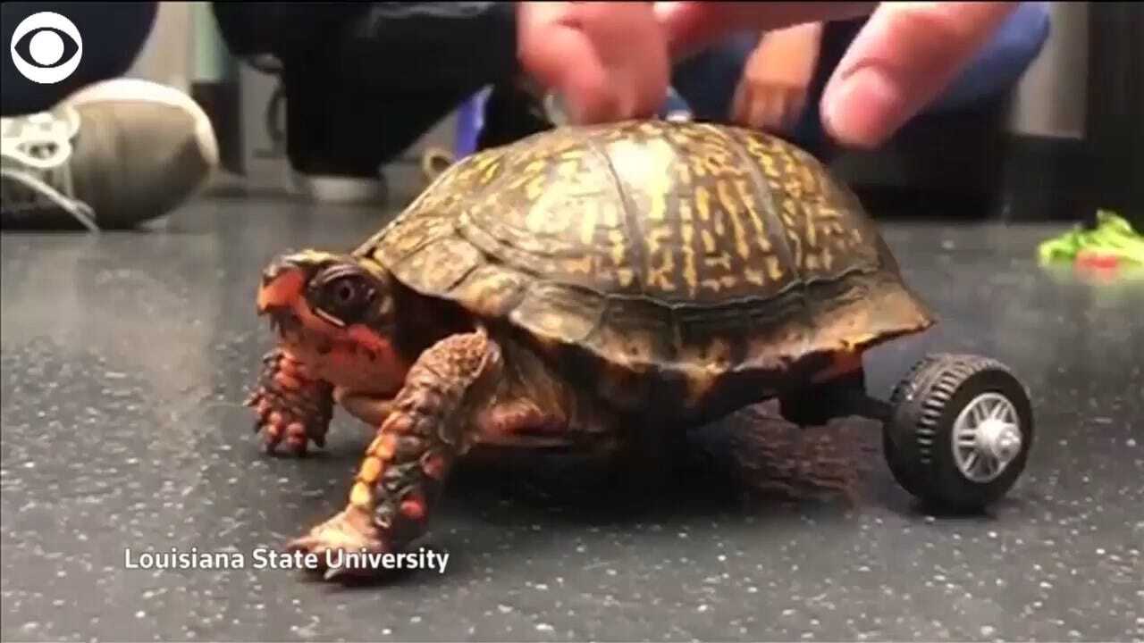 WATCH: Turtle Gets New Set Of Wheels, New Lease On Life