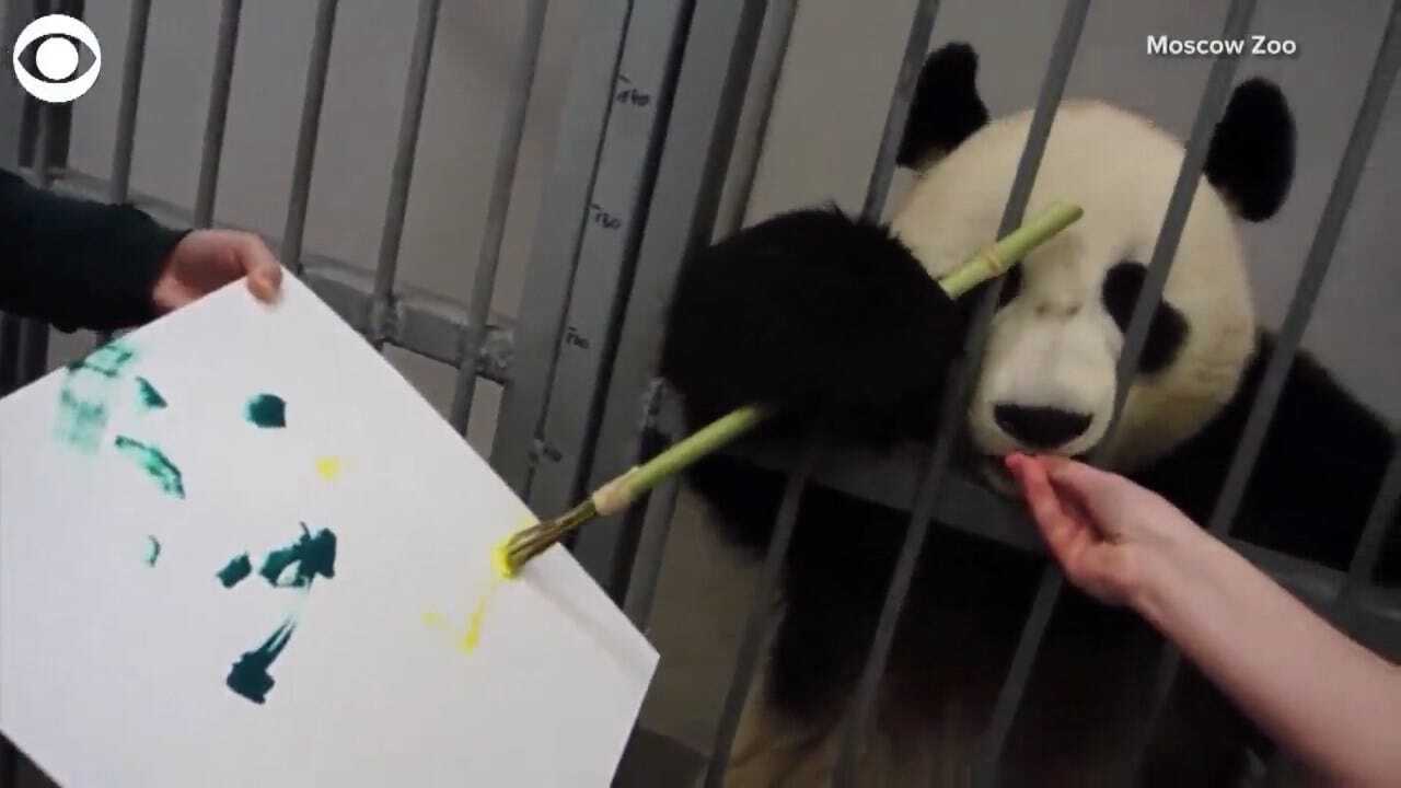 ADORABLE: This Panda Takes A Painting Class Twice A Week