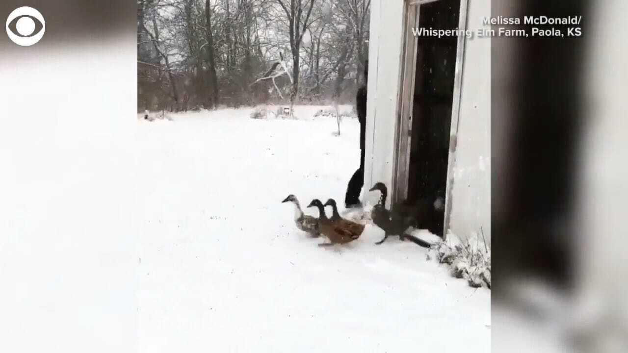 WATCH: These Ducks Are Not Fans Of The Snow