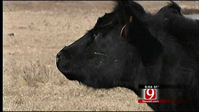 Oklahoma Ranchers Lose Cattle After Winter Weather