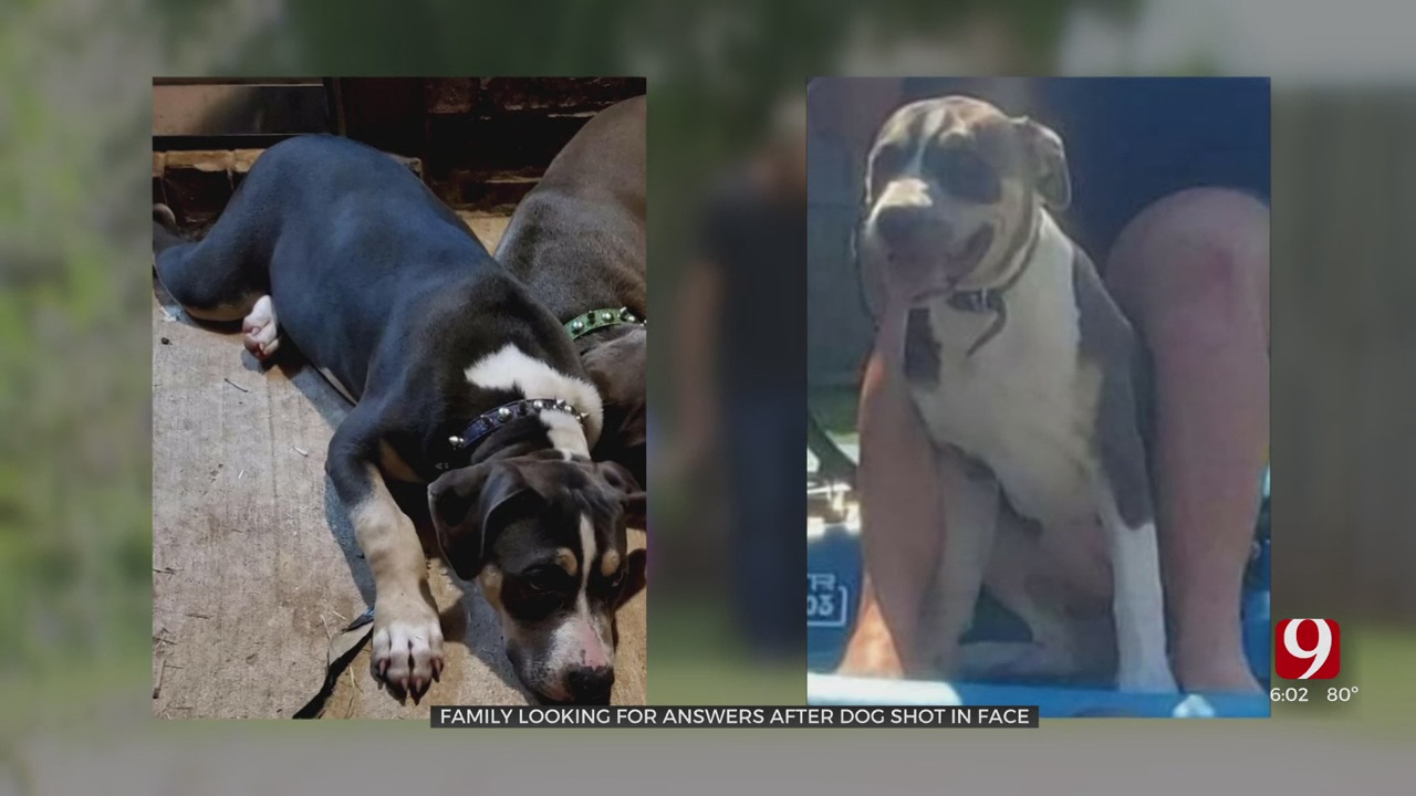 SW OKC Couple Searching For Dog After Another Was Found Shot In The Face