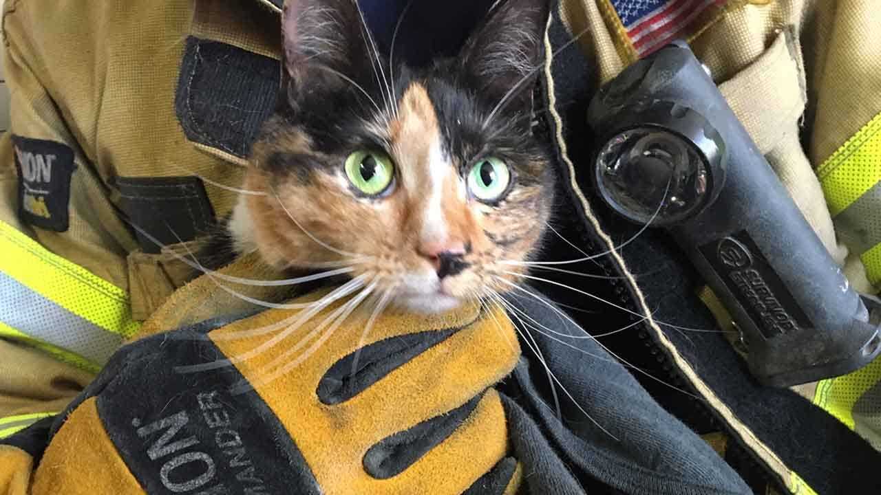 Tulsa Firefighters Rescue Cat That Hitched Ride From Mustang