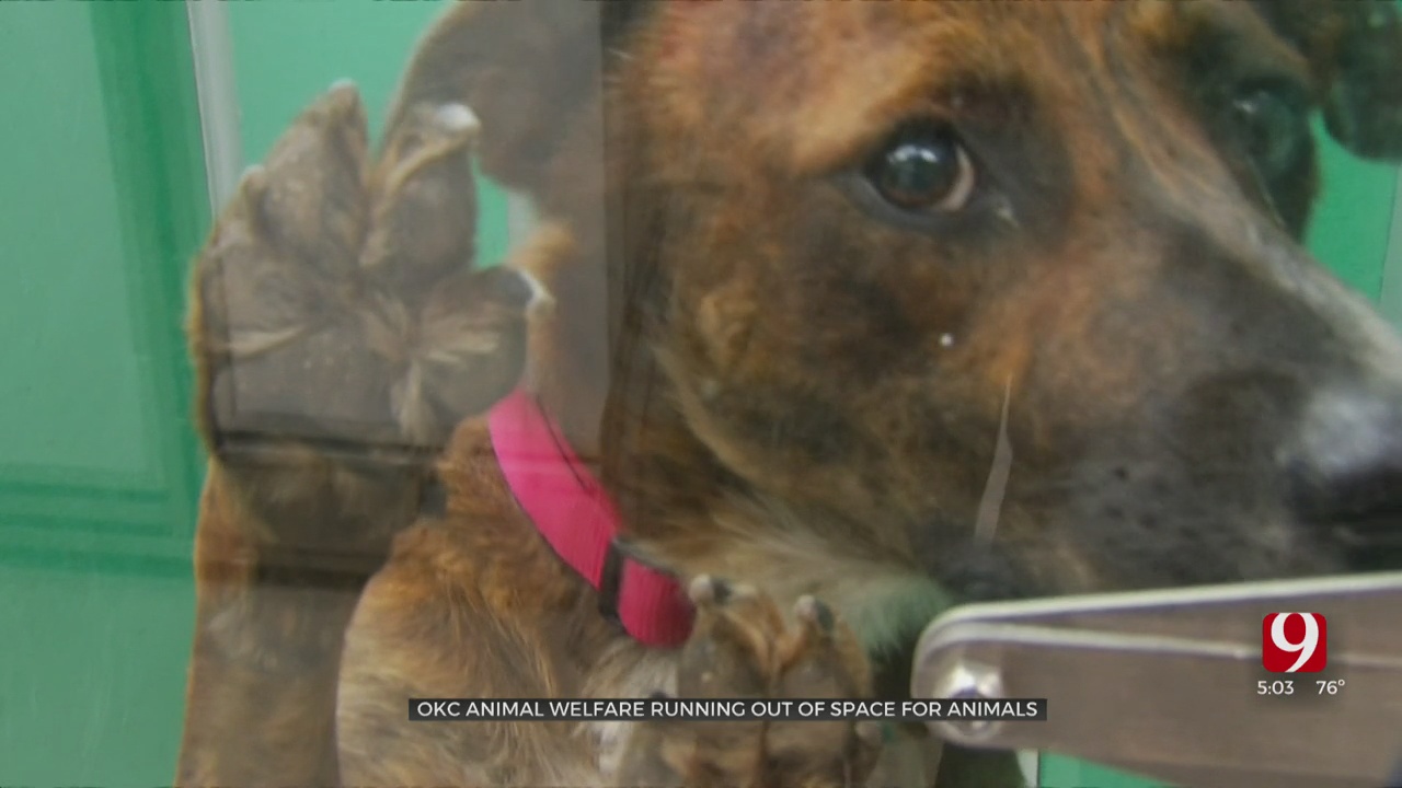 OKC Animal Welfare Asking for Community’s Help To Keep Euthanasia Rates Down