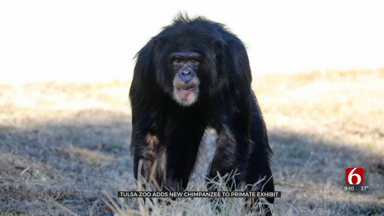 Tulsa Zoo Adds New Chimpanzee To Primate Exhibit