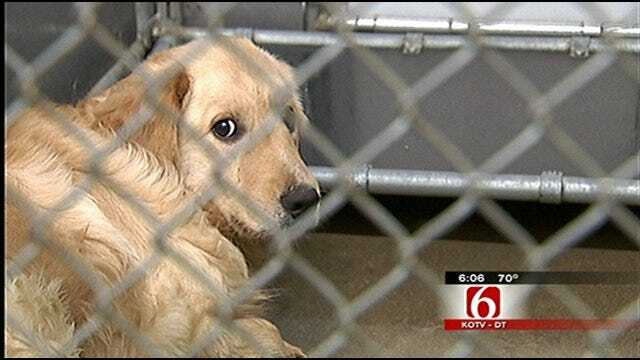 Rogers County Rescue Dogs Get Second Chance At Life