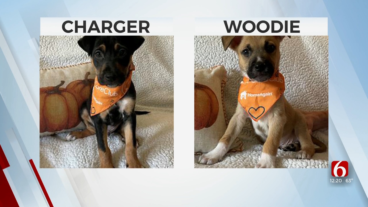 Pets of the Week: Charger & Woodie