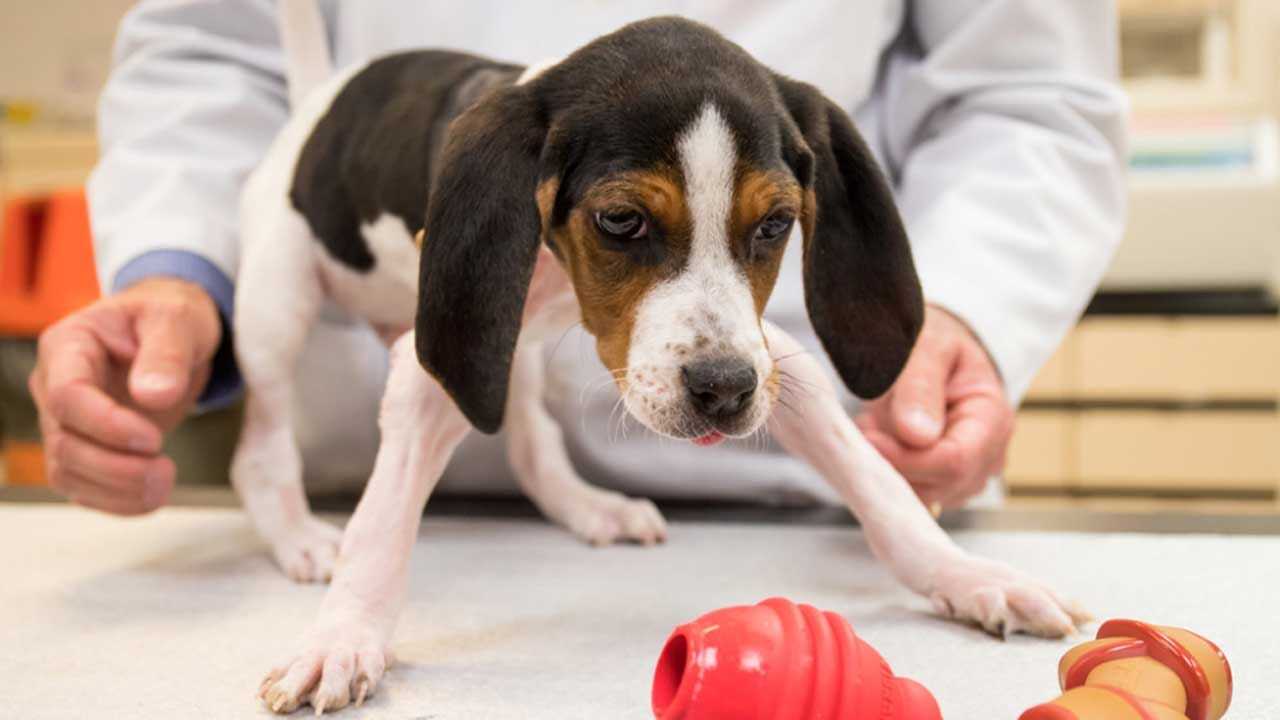 Puppy Born With Upside-Down Paws Recovering Thanks To OSU Vets