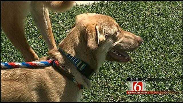 Jenks Teacher Rescues Stray Dogs From Afghanistan