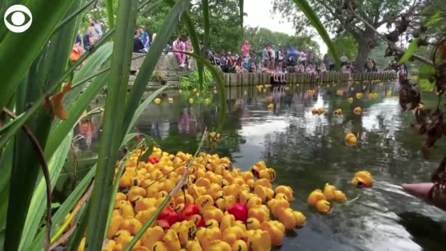 WATCH: Crowd Gathers To Watch Rubber Duck Race