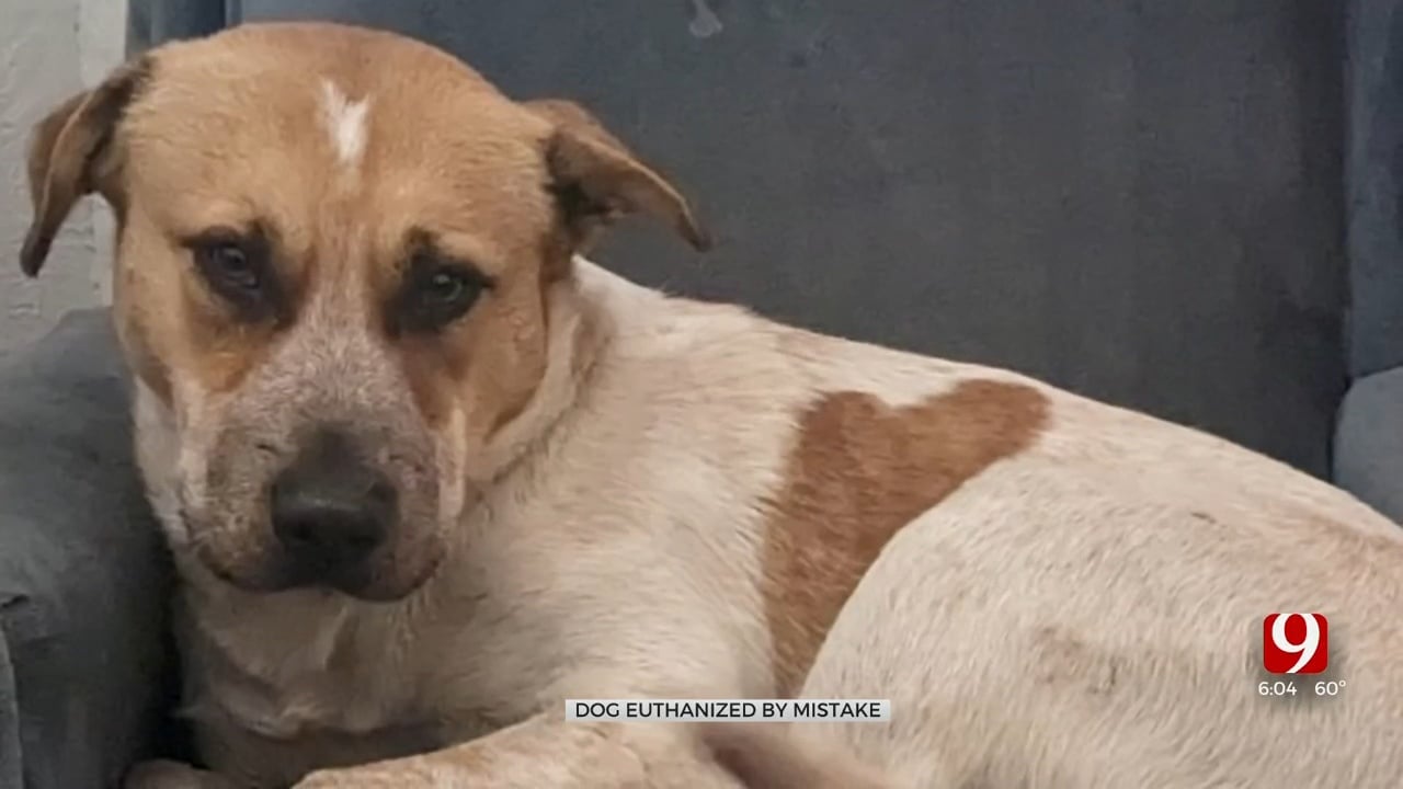 'It Broke My Heart:' Dog Accidentally Euthanized By OKC Shelter