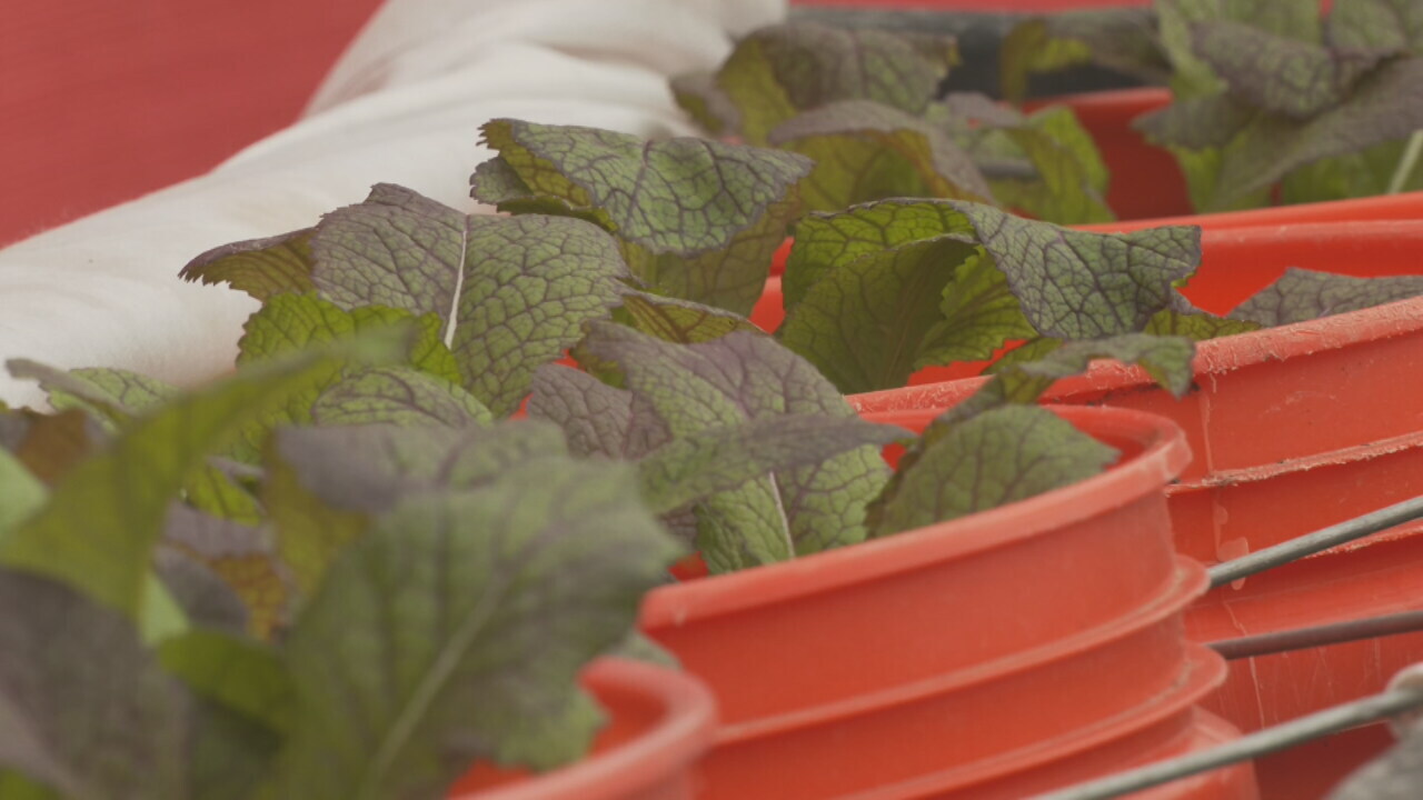 Tulsa-Area Gardener Prepares Food For Winter To Help People With Diabetes