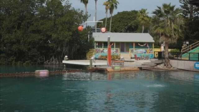 WATCH: Flipper The Dolphin Picks OU Over Clemson In Orange Bowl