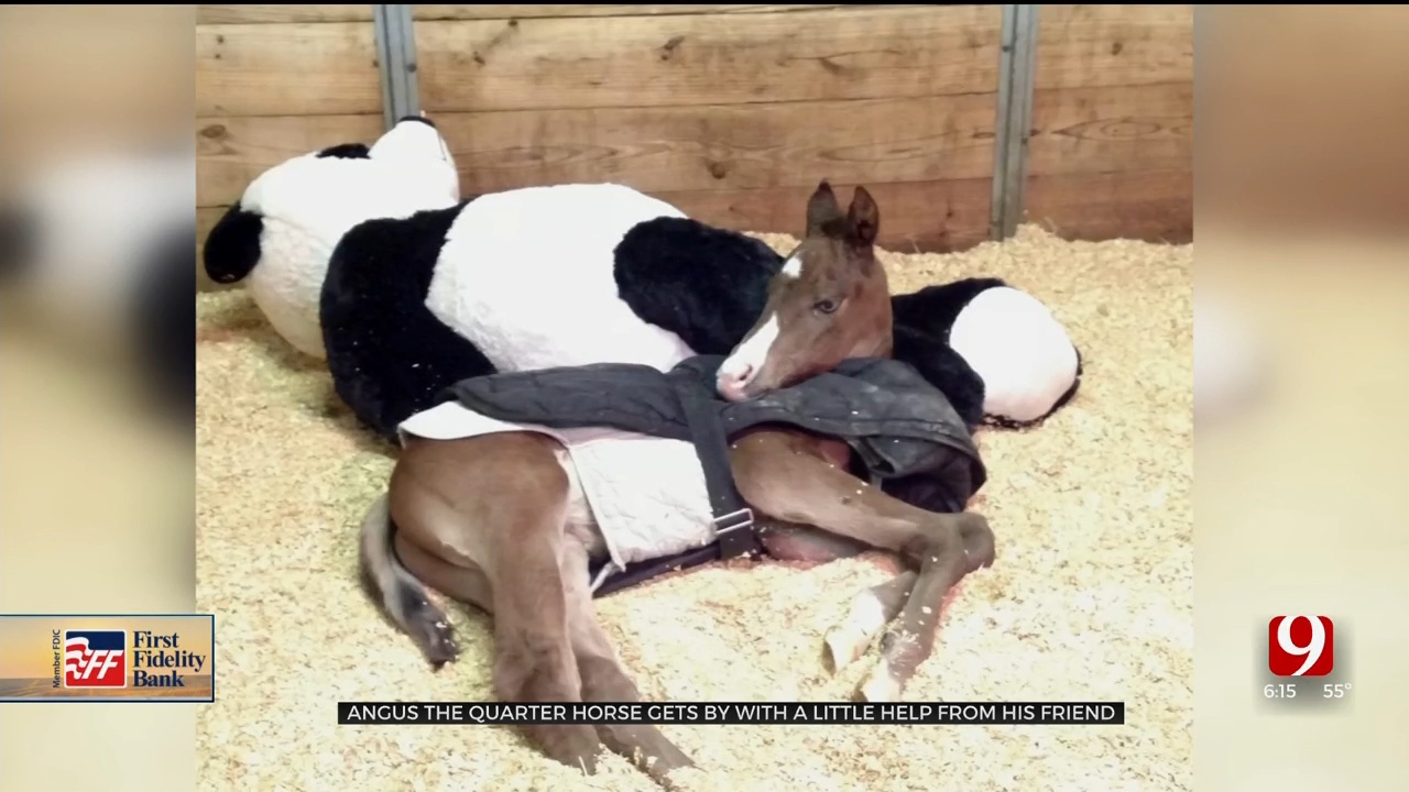 Horse Bred For Success Finds Comfort In Stuffed Panda Bear