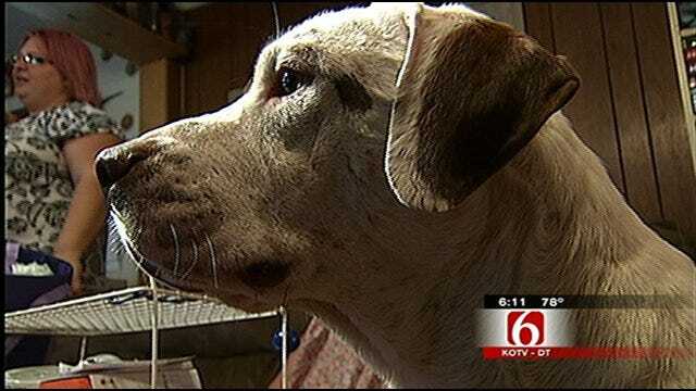 Turley Family Outraged After Dog Shot With Arrow