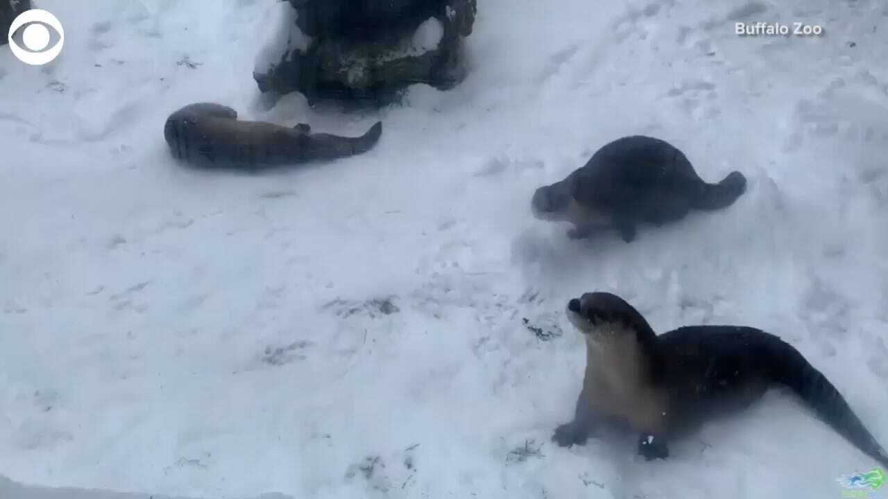 WATCH: These North American River Otters Are Getting Into The Winter Spirit