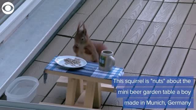 German Boy Makes Little 'Beer Garden' Table For A Squirrel