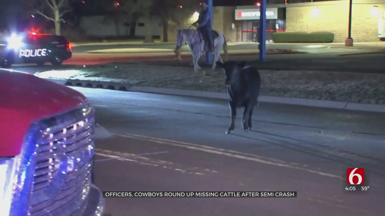 Officers, Cowboys Wrangle Loose Cattle After Truck Crashes Along I-44