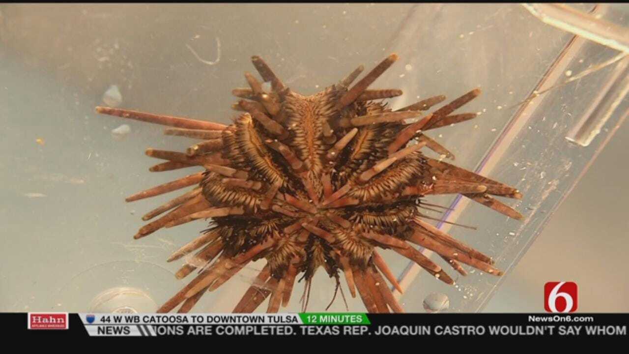Wild Wednesday: Tulsa Zoo's Pencil Urchin In The Life In The Water Exhibit